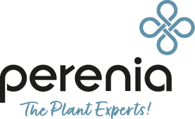 Perenia